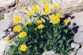 Doronicum grandiflorum